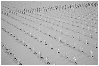 Sea of white and red crosses on Santa Monica beach. Santa Monica, Los Angeles, California, USA (black and white)