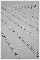 Arlington West memorial crosses. Santa Monica, Los Angeles, California, USA ( black and white)
