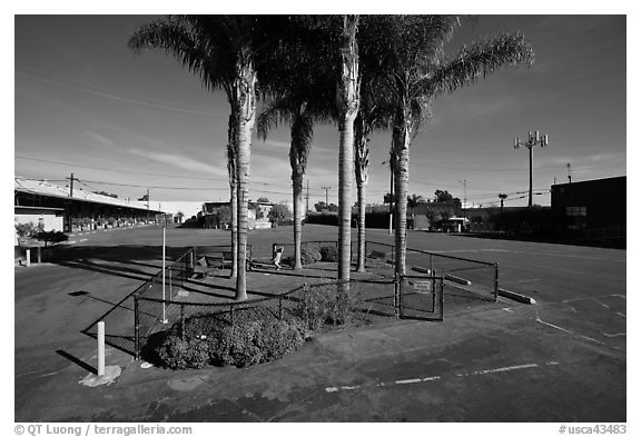 Tiniest park with grass and palm trees, Bergamot Station. Santa Monica, Los Angeles, California, USA (black and white)