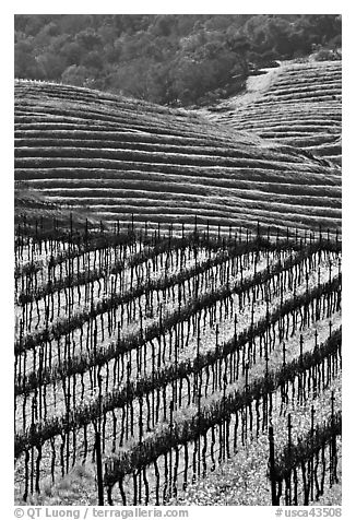 Hillside with rows of vines and yellow mustard flowers. Napa Valley, California, USA