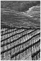 Hillside with rows of vines and yellow mustard flowers. Napa Valley, California, USA (black and white)