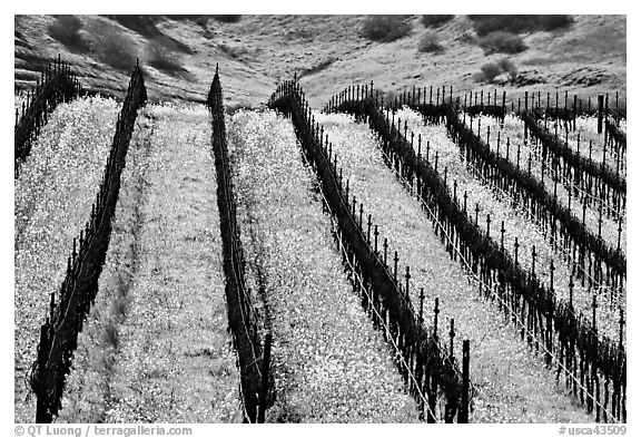 Yellow mustard flowers bloom in spring between rows of grape vines. Napa Valley, California, USA (black and white)