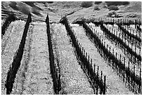 Yellow mustard flowers bloom in spring between rows of grape vines. Napa Valley, California, USA (black and white)