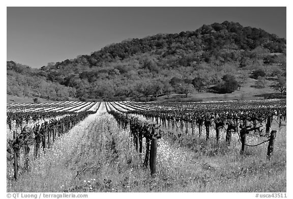 Vineyard and mustard flowers blooming in spring. Napa Valley, California, USA