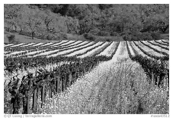 Vineyard in spring with yellow mustard flowers. Napa Valley, California, USA (black and white)