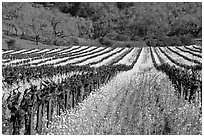 Vineyard in spring with yellow mustard flowers. Napa Valley, California, USA (black and white)