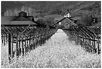 Mustard flowers, vineyard, and winery building. Napa Valley, California, USA ( black and white)