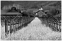 Mustard flowers, vineyard, and winery building. Napa Valley, California, USA (black and white)