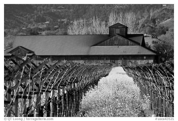 Winery in spring with yellow mustard flowers. Napa Valley, California, USA (black and white)