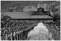 Winery in spring with yellow mustard flowers. Napa Valley, California, USA ( black and white)