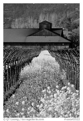 Spring mustard flowers and winery. Napa Valley, California, USA (black and white)