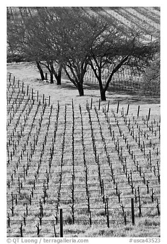 Rows of vines and trees in early spring. Napa Valley, California, USA (black and white)