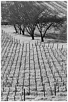 Rows of vines and trees in early spring. Napa Valley, California, USA ( black and white)