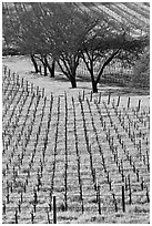 Rows of vines and trees in early spring. Napa Valley, California, USA (black and white)