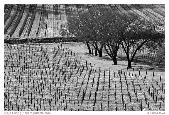 Vineyard in spring seen from above. Napa Valley, California, USA (black and white)
