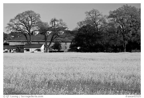 Field of yellow mustard and winery. Sonoma Valley, California, USA