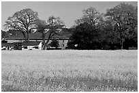 Field of yellow mustard and winery. Sonoma Valley, California, USA (black and white)