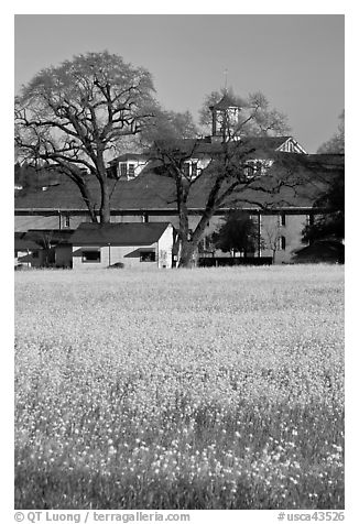Yellow mustard flowers field and winery. Sonoma Valley, California, USA (black and white)