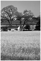 Yellow mustard flowers field and winery. Sonoma Valley, California, USA ( black and white)