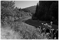 Riverbend of the Eel in redwood forest. California, USA ( black and white)