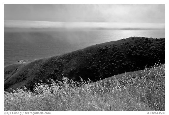 Summer grasses, hill, and ocean shimmer. Sonoma Coast, California, USA (black and white)