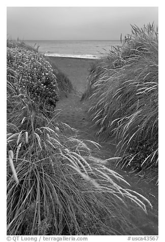 Path amongst dune grass and Ocean, Manchester State Park. California, USA (black and white)