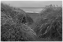 Dune grass and Ocean at dusk, Manchester State Park. California, USA (black and white)