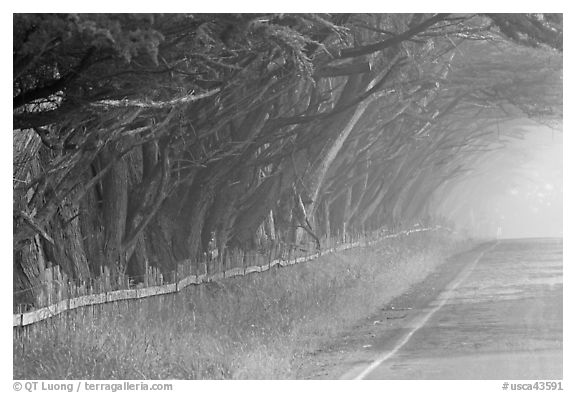 Rural road in fog. California, USA