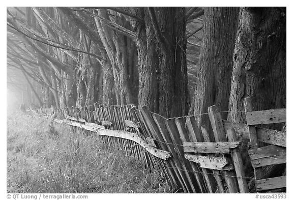 Old fence and row of trees in fog. California, USA (black and white)