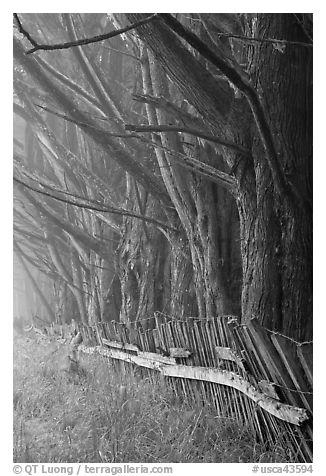 Trees in fog by weathered fence. California, USA