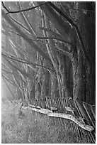 Trees in fog by weathered fence. California, USA ( black and white)