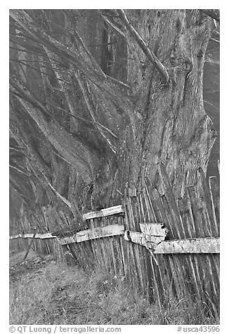 Twisted trees and old fence in fog. California, USA