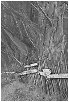 Twisted trees and old fence in fog. California, USA (black and white)