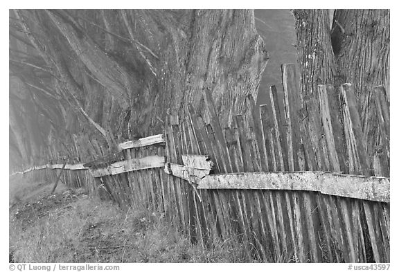 Foggy rural scene with wooden fence and trees. California, USA (black and white)