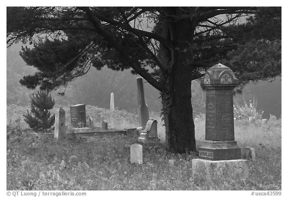 Pine tree and tombs in fog, Manchester. California, USA