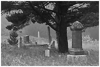 Pine tree and tombs in fog, Manchester. California, USA ( black and white)