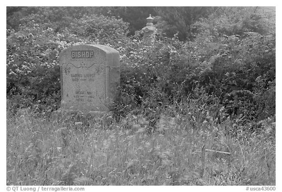 Headstone and wildflowers in fog, Manchester. California, USA