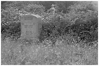 Headstone and wildflowers in fog, Manchester. California, USA (black and white)