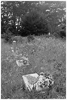 Graves in fog, Manchester. California, USA ( black and white)