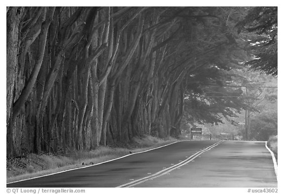 Tree tunnel in fog. California, USA (black and white)