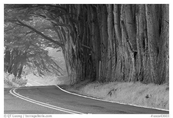 Highway 1 in fog. California, USA (black and white)