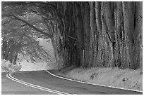 Highway 1 in fog. California, USA (black and white)