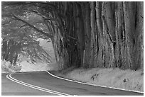 Highway 1 in fog. California, USA ( black and white)