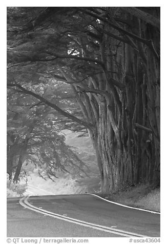 Highway curve, trees an fog. California, USA