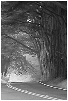 Highway curve, trees an fog. California, USA (black and white)