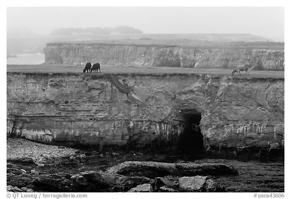 Coastal cliffs and cows in fog. California, USA (black and white)