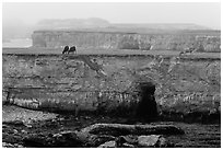 Coastal cliffs and cows in fog. California, USA (black and white)