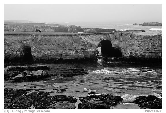 Sea cliffs with sea arches. California, USA (black and white)