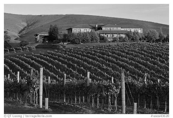 Vineyard and winery in autumn. Napa Valley, California, USA (black and white)