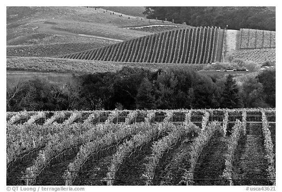 Vineyards in the fall. Napa Valley, California, USA (black and white)